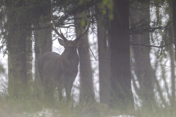Sika deer (Cervus nippon) in the fog, subspecies Manchurian sika deer, fog, Germany