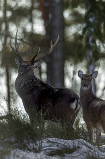 Sika deer (Cervus nippon) and sika animals in the winter forest, subspecies Manchurian sika deer, winter, cold, frost, Germany