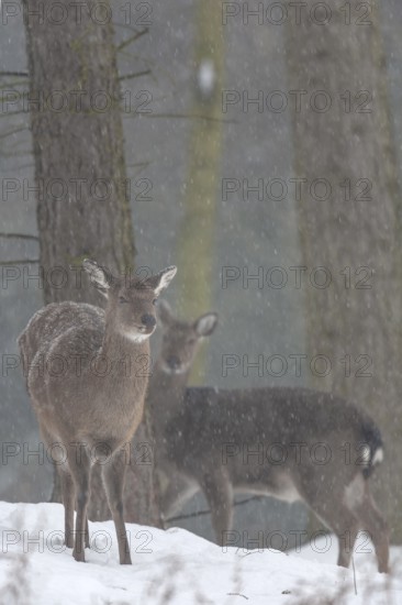 Sika deer (Cervus nippon) females foraging for food, subspecies Manchurian sika deer, winter, snowfall, cold, frost, Germany