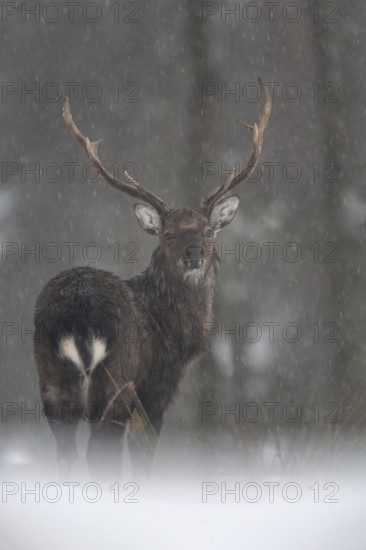 Sika deer (Cervus nippon) in the snow, subspecies Manchurian sika deer, winter, snowfall, cold, frost, Germany