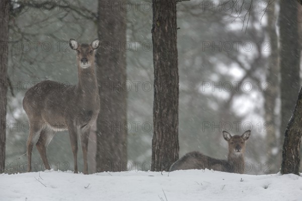 A sika deer (Cervus nippon) female in snowfall, the calf resting next to its mother, subspecies Manchurian sika deer, winter, snowfall, cold, frost, Germany
