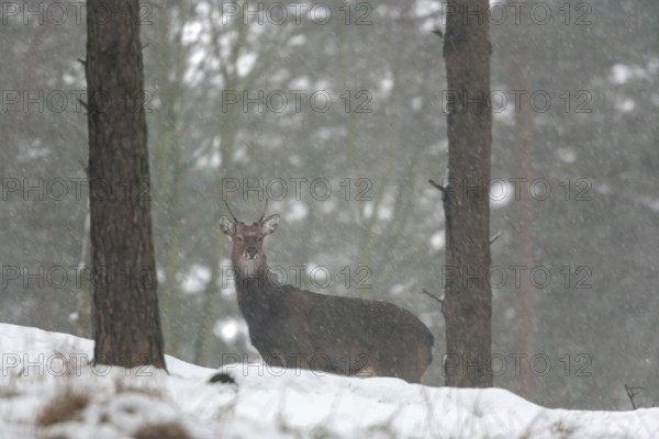 Sika deer (Cervus nippon) in the snow, subspecies Manchurian sika deer, winter, snowfall, cold, frost, Germany