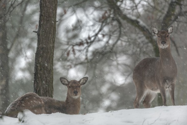 Two sika deer (Cervus nippon) females during snowfall in an open pine forest, subspecies Manchurian sika deer, winter, snowfall, cold, frost, Germany