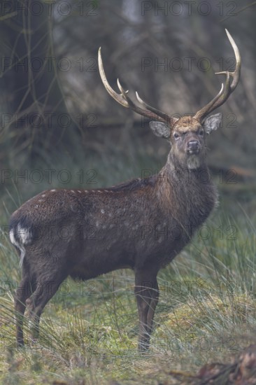 A sika deer (Cervus nippon) standing securely at the edge of the forest, subspecies Manchurian sika deer, Germany