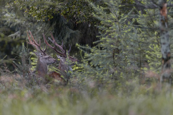 Two sika deer (Cervus nippon) in velvet standing securely in the forest, subspecies Manchurian sika deer, summer coat, velvet, Germany