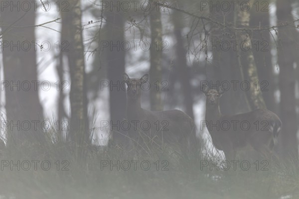 Sikatier (Cervus nippon) and calf in the fog, subspecies Manchurian sika deer, fog, Germany
