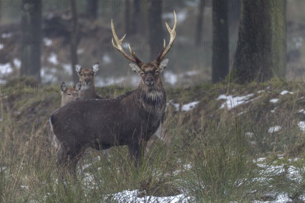 Sika deer (Cervus nippon) and sika animals standing securely at the edge of the forest, subspecies Manchurian sika deer, winter, cold, frost, Germany