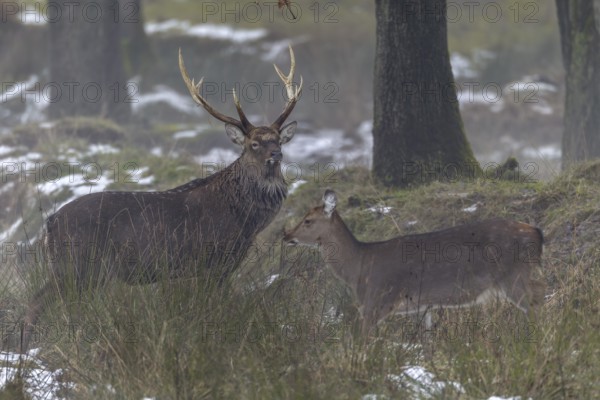 Sika deer (Cervus nippon) and sika animals have moved to a marshy meadow to graze, subspecies Manchurian sika deer, winter, cold, frost, Germany