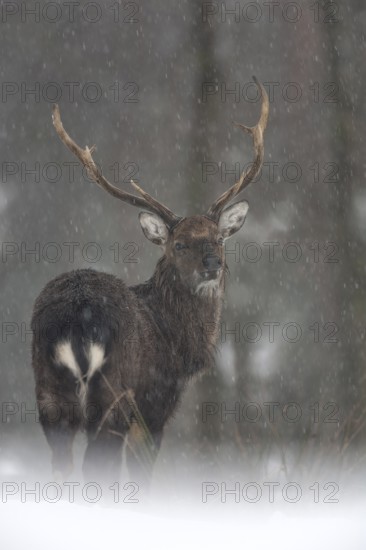 Sika deer (Cervus nippon) in the snow, subspecies Manchurian sika deer, winter, snowfall, cold, frost, Germany