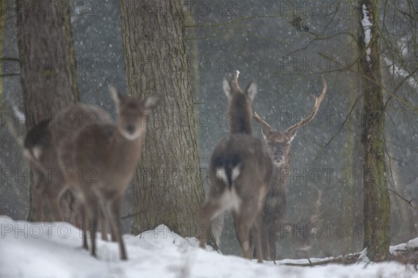 While the females lose interest, the sika deer (Cervus nippon) remains alert, subspecies Manchurian sika deer, winter, snowfall, cold, frost, Germany