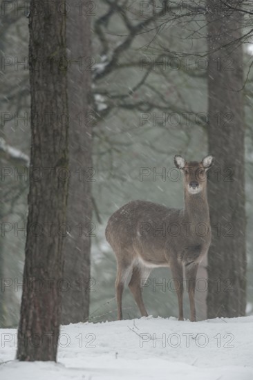 The female sika deer (Cervus nippon) is looking attentively while it is snowing, subspecies Manchurian sika deer, winter, snowfall, cold, frost, Germany