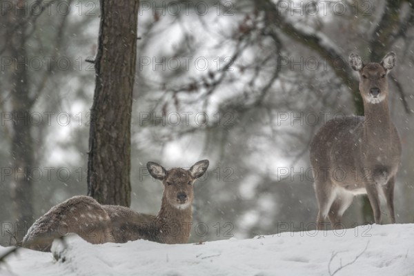 Two sika deer (Cervus nippon) females during snowfall in a sparse pine forest, subspecies Manchurian sika deer, winter, snowfall, cold, frost, Germany