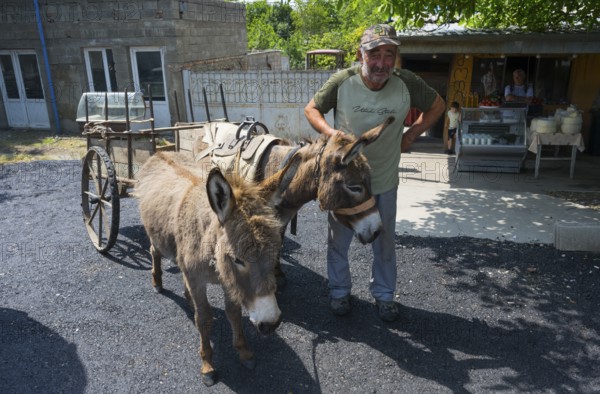 A man with two donkeys pulling a cart stands in a shady rural area, Badiauri, Kakheti region, Georgia
