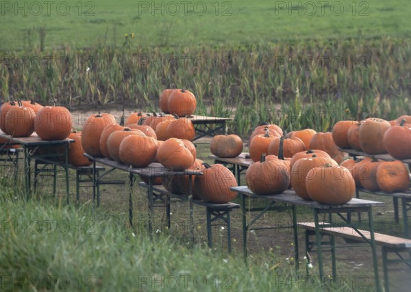 Offered pumpkins (Cucurbita) on beer tables on the street, Erlangen, Middle Franconia, Bavaria, Germany