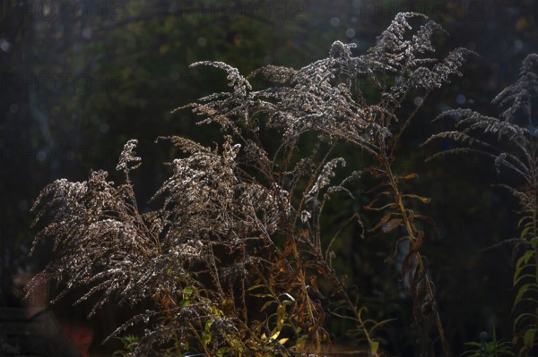 Solidago canadensis (Solidago canadensis) in bloom Franconia, Bavaria, Germany