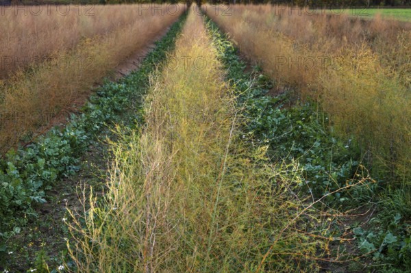 Asparagus (Asparagus officinalis) in autumn colour, Eckental, Middle Franconia, Bavaria, Germany