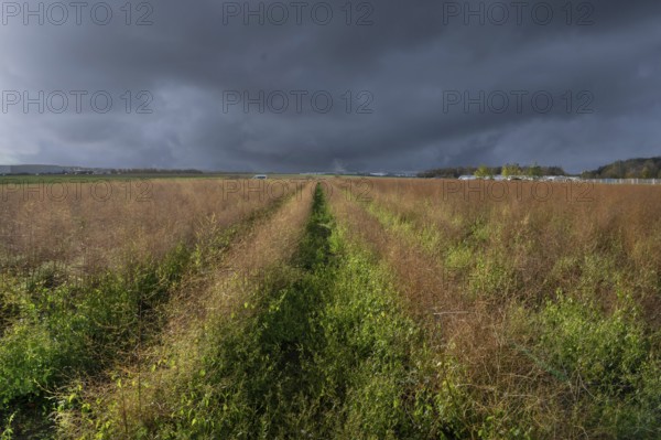 Asparagus (Asparagus officinalis) in autumn colour, stormy sky, Eckental, Middle Franconia, Bavaria, Germany