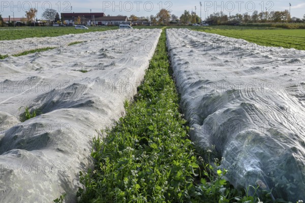 Early vegetables covered with foil in Knoblauchsland, largest contiguous vegetable growing region in Germany, Nuremberg, Middle Franconia, Bavaria, Germany
