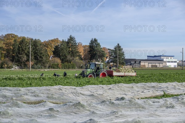 Radish harvest in Knoblauchsland, largest contiguous vegetable growing region in Germany, Nuremberg, Middle Franconia, Bavaria, Germany