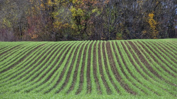 Winter wheat sprouting in rows, Eckental, Middle Franconia, Bavaria, Germany