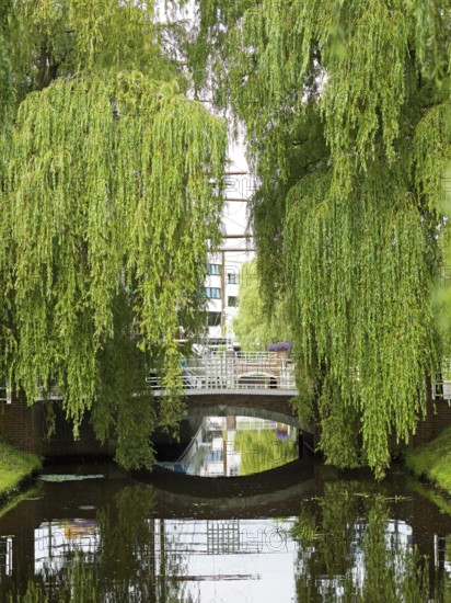 Bridge, weeping willows over the main canal, Papenburg, Emsland, Lower Saxony, Germany