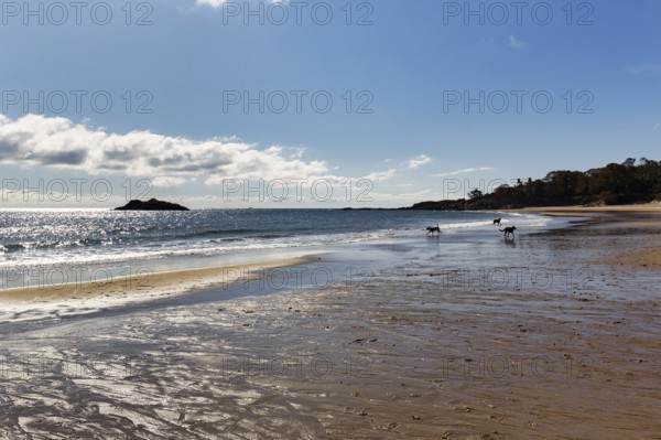 Three dogs playing on the beach, sandy beach, back light, Singing Beach, Manchester-by-the-Sea, Cape Ann, Massachusetts, New England, USA