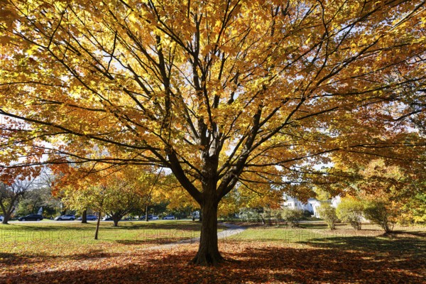 Sugar maple (Acer saccharum) in park landscape, spectacular autumn colours, Indian summer, autumn leaves, Lexington Battle Green, Lexington, Massachussets, USA