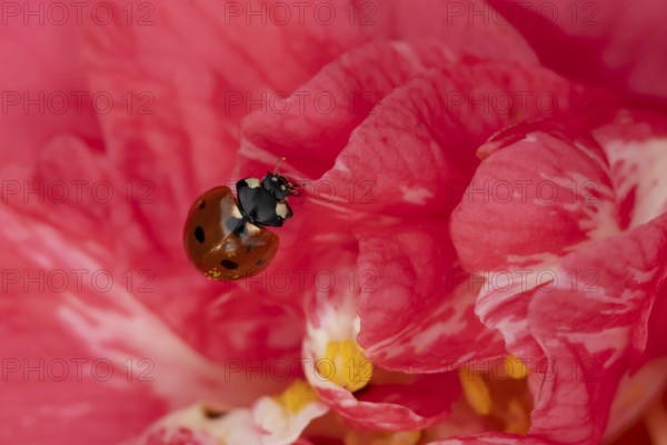 Seven-spot ladybird or ladybug (Coccinella septempunctata) adult insect on a garden Camellia flower in springtime, England, United Kingdom