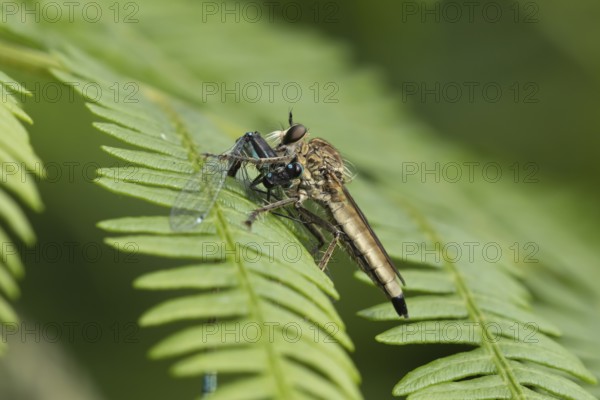 Kite-tailed robberfly (Machimus atricapillus) adult insect eating a damselfly on a fern leaf in summer, England, United Kingdom