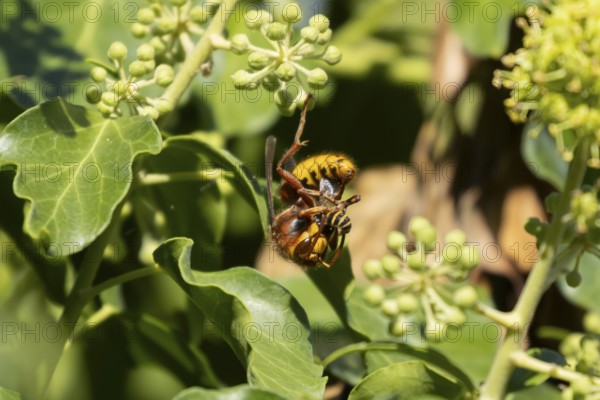 European hornet (Vespa crabro) adult insect eating an Ivy bee in a hedgerow in summer, England, United Kingdom