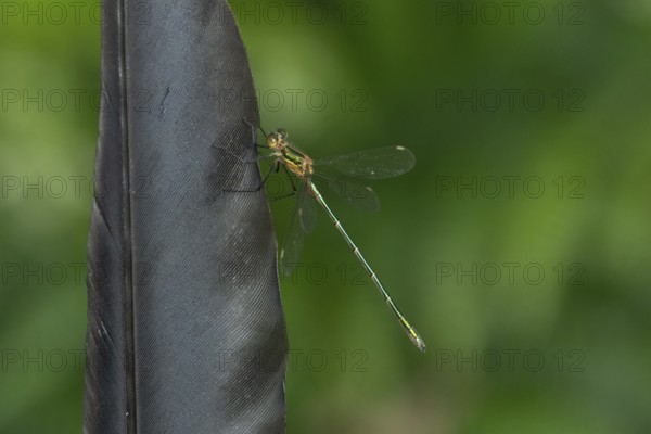 Emerald damselfly (Lestes sponsa) adult insect resting on a bird feather in summer, England, United Kingdom