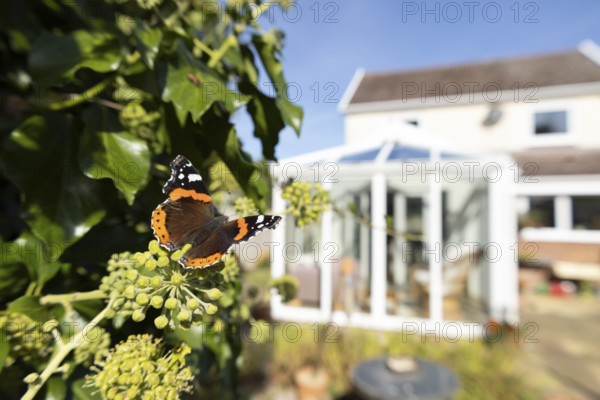 Red admiral butterfly (Vanessa atalanta) adult insect feeding on Ivy flowers in a garden with a house in the background in summer, England, United Kingdom