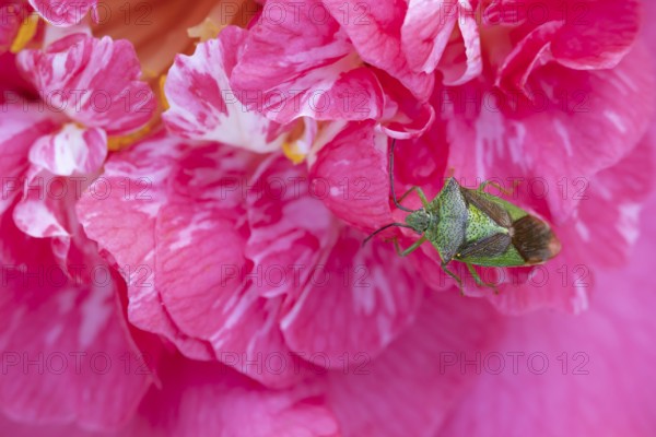 Hawthorn shieldbug (Acanthosoma haemorrhoidale) adult insect on a garden Camellia flower in springtime, England, United Kingdom