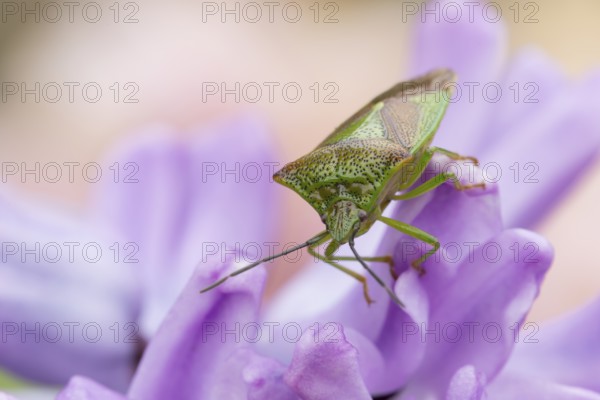 Hawthorn shieldbug (Acanthosoma haemorrhoidale) adult insect on a garden flower in springtime, England, United Kingdom