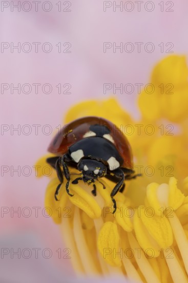 Seven-spot ladybird or ladybug (Coccinella septempunctata) adult insect on a garden Camellia flower in springtime, England, United Kingdom