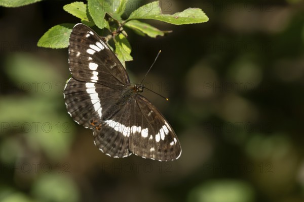 White admiral butterfly (Limenitis camilla) adult insect on a tree leaf in a woodland in summer, England, United Kingdom