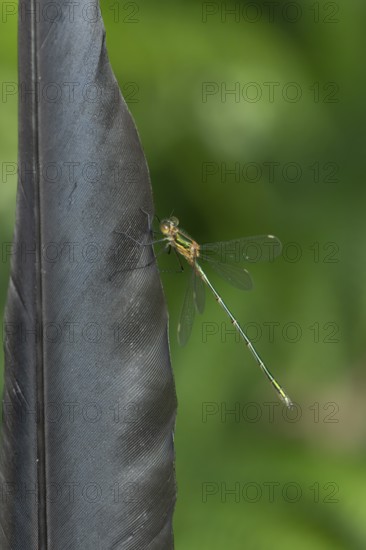 Emerald damselfly (Lestes sponsa) adult insect resting on a bird feather in summer, England, United Kingdom