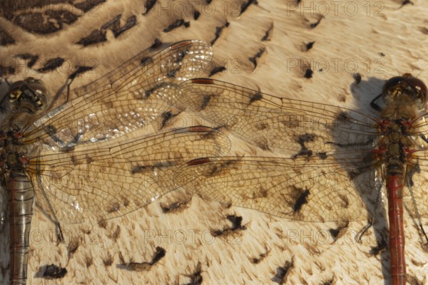 Common darter dragonfly (Sympetrum striolatum) two adult insects resting on a Parasol mushroom in autumn, England, United Kingdom