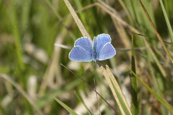 Adonis blue butterfly (Polyommatus bellargus) adult male insect resting on a grass leaf in summer, England, United Kingdom