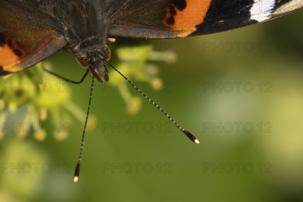 Red admiral butterfly (Vanessa atalanta) adult insect feeding Ivy flowers in summer, England, United Kingdom