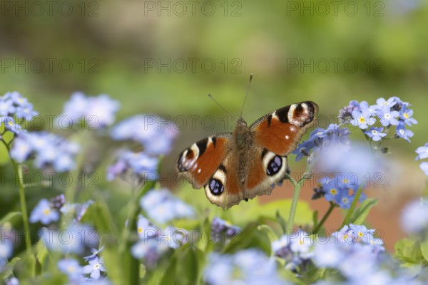Peacock butterfly (Aglais io) adult insect on a garden Forget-me-not flowers in springtime, England, United Kingdom
