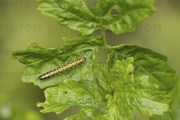Large or Cabbage white butterfly (Pieris brassicae) juvenile larva caterpillar pest feeding on garden brassica plant leaves in summer, England, United Kingdom