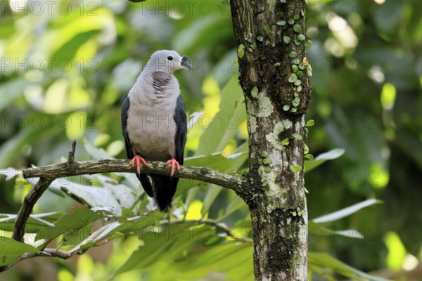 Tonga Fruit Dove (Ducula pacifica), Pacific Fruit Dove, adult, on tree, alert, Pacific Islands, Oceania
