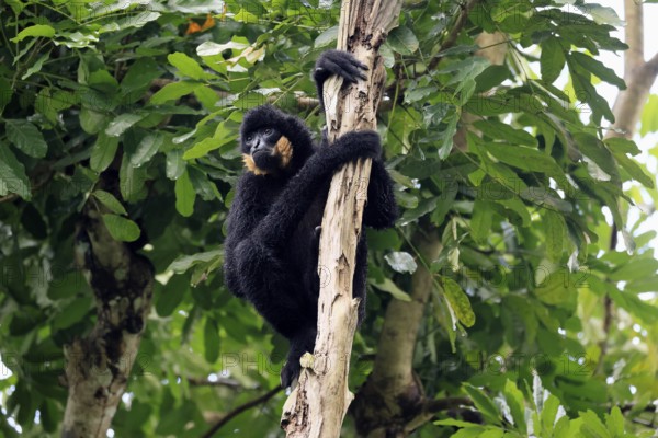 Southern yellow-cheeked gibbon (Nomascus gabriellae), adult, male, sitting, on tree, alert, Southeast Asia