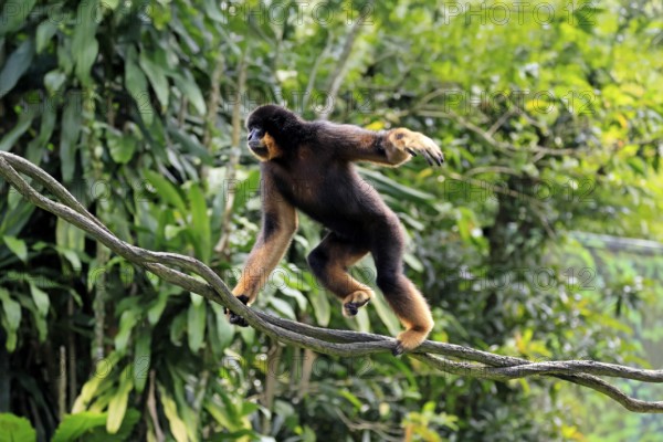 Southern yellow-cheeked gibbon (Nomascus gabriellae), adult, male, climbing, on tree, Southeast Asia