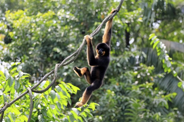 Southern yellow-cheeked gibbon (Nomascus gabriellae), adult, male, climbing, swinging, on tree, Southeast Asia