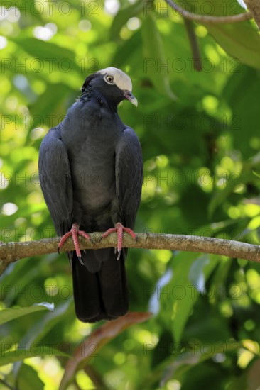 White-headed Pigeon (Patagioenas leucocephala), adult, on wait, on tree, alert, Caribbean, Central America