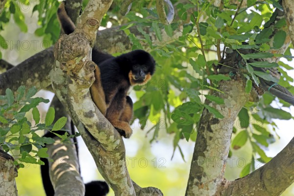 Southern yellow-cheeked gibbon (Nomascus gabriellae), adult, male, sitting, on tree, Southeast Asia