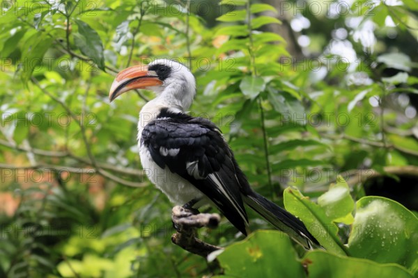 Von der Decken-Hornbill (Tockus deckeni), adult, male, on tree, vigilant, East Africa