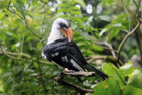 From-the-Ceiling-Hornbill (Tockus deckeni), adult, male, on tree, plumage care, East Africa